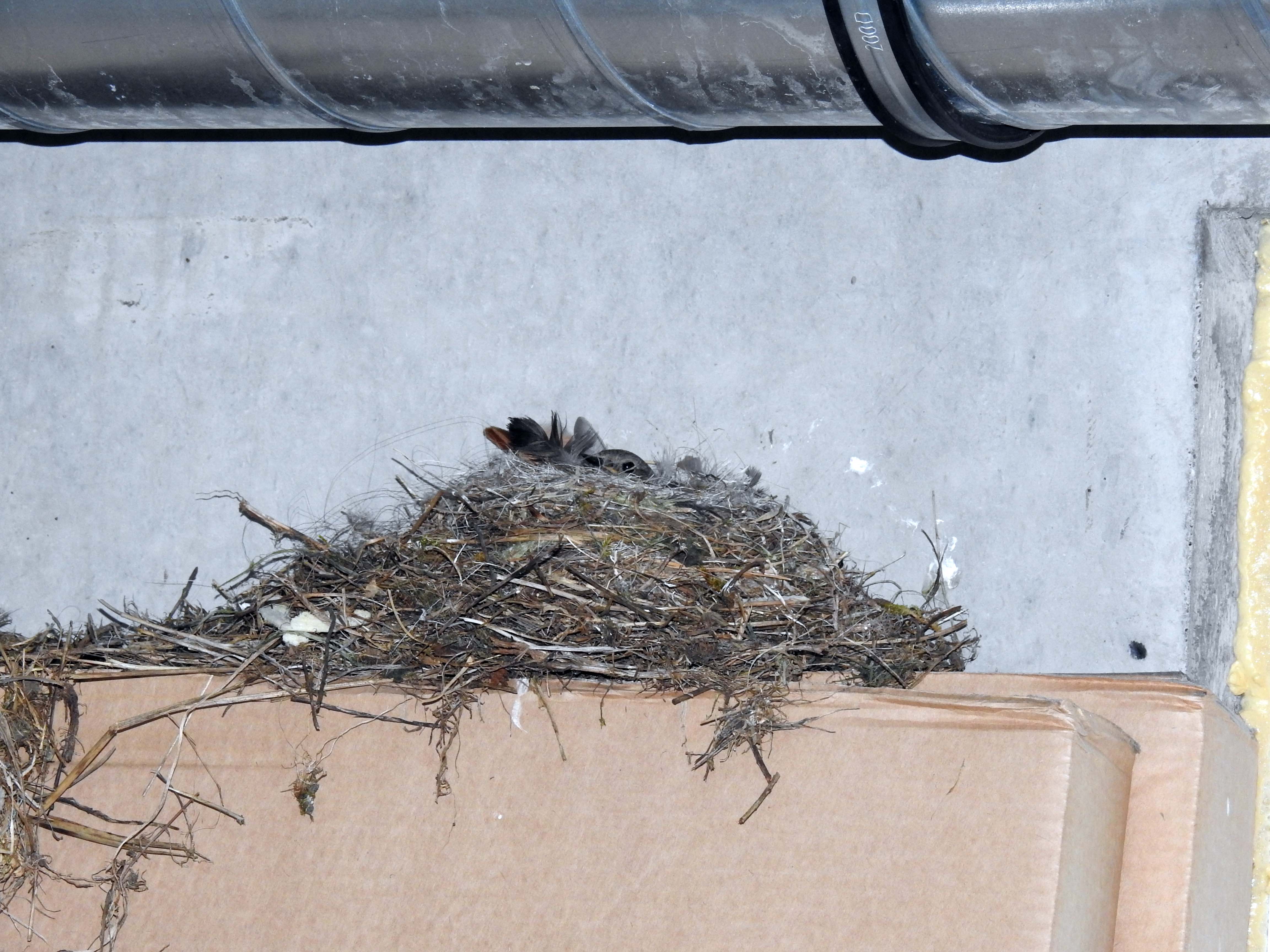 Nestbau beim TSV Nestbau beim TSV